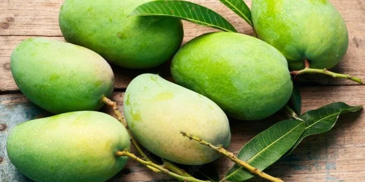 Mangga Muda Melimpah di Malang, Ini 4 Ide Olahan yang Menggugah Selera